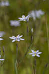 Common blue-eyed grass